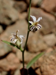 Streptanthus barbiger