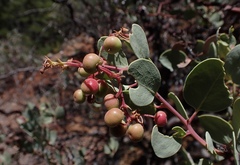 Arctostaphylos viscida pulchella