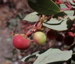 Arctostaphylos viscida pulchella