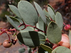 Arctostaphylos viscida pulchella