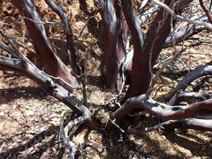 Arctostaphylos viscida pulchella