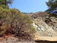 Arctostaphylos viscida pulchella