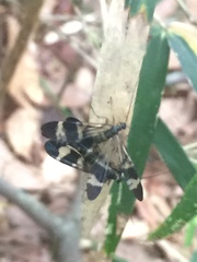 Panorpa japonica