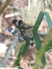 Panorpa japonica