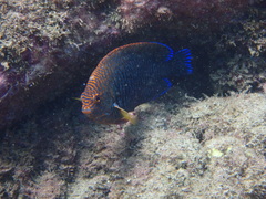 Centropyge potteri
