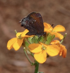 Callophrys muiri