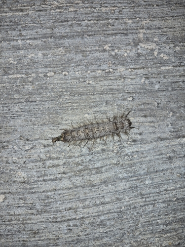 Syrian Silkworm
