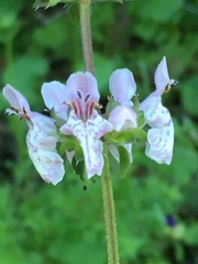 Stachys rigida rigida
