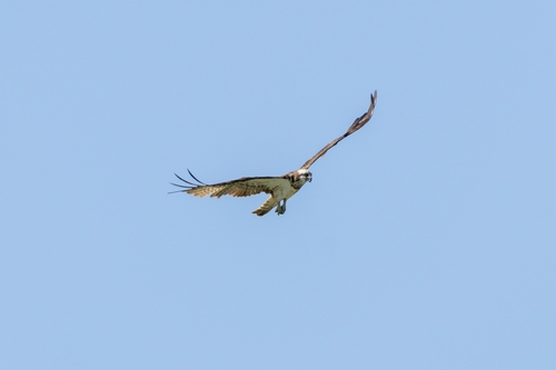 Osprey