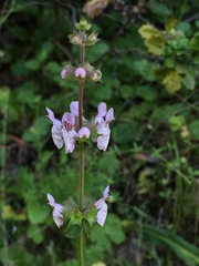 Stachys rigida rigida