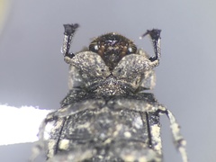 Trox variolatus