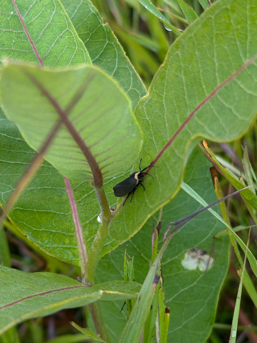 Yellow-collared Scape Moth