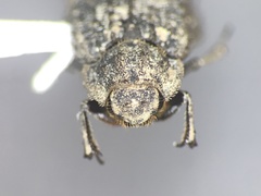 Trox variolatus