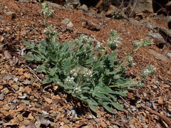 Phacelia corymbosa