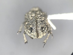 Trox variolatus