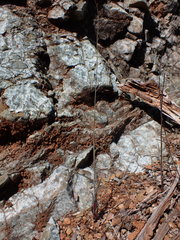 Streptanthus glandulosus hoffmanii