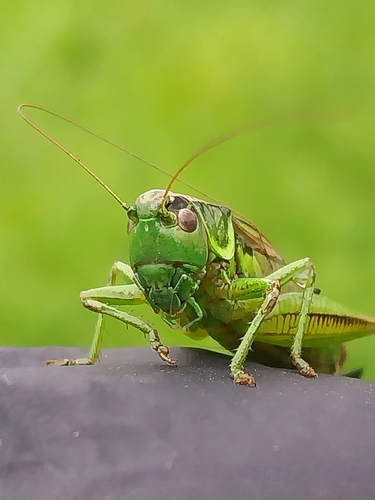 Roesel's Bush-cricket