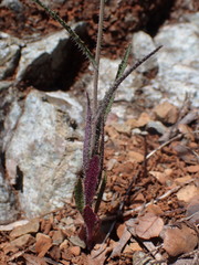 Streptanthus glandulosus hoffmanii