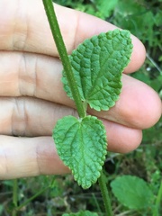 Stachys rigida rigida