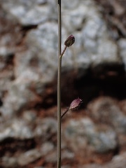 Streptanthus glandulosus hoffmanii