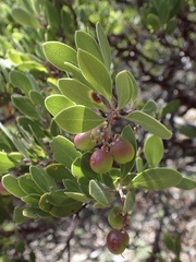Arctostaphylos bakeri sublaevis