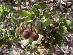 Arctostaphylos bakeri sublaevis