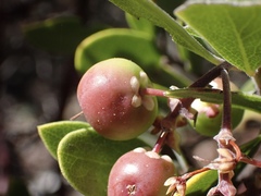 Arctostaphylos bakeri sublaevis