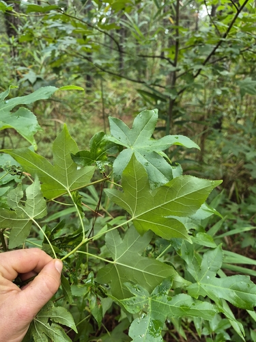 American sweetgum