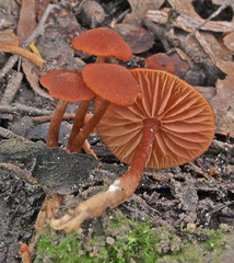 Laccaria canaliculata