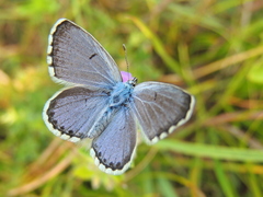 Pseudophilotes vicrama