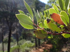 Arctostaphylos bakeri sublaevis