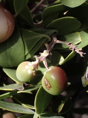 Arctostaphylos bakeri sublaevis