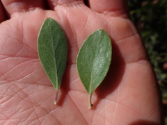 Arctostaphylos bakeri sublaevis