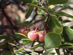 Arctostaphylos bakeri sublaevis