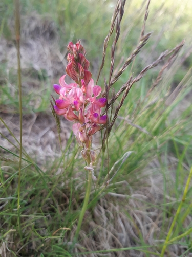 vičenec vikolistý (Onobrychis viciifolia)