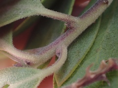 Arctostaphylos bakeri sublaevis