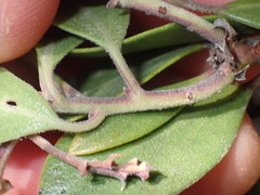 Arctostaphylos bakeri sublaevis
