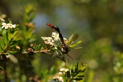 Rhagigaster unicolor