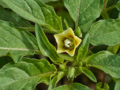 Physalis minima