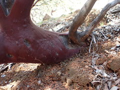Arctostaphylos bakeri sublaevis
