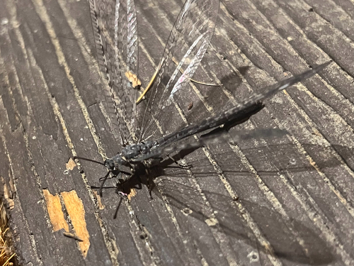 iNaturalist observation photo of Antlions and Owlflies