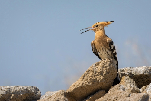 Common Hoopoe