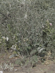 Eriogonum nudum psychicola