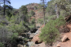 Arctostaphylos bakeri sublaevis