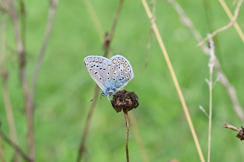 Common Blue