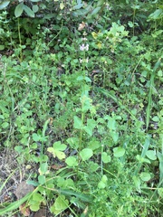 Stachys rigida rigida