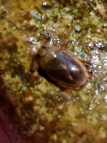 Ambrysus circumcinctus