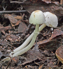 Leucoagaricus ooliekirrus