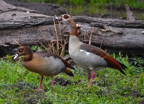 Egyptian Goose