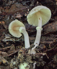 Leucoagaricus ooliekirrus